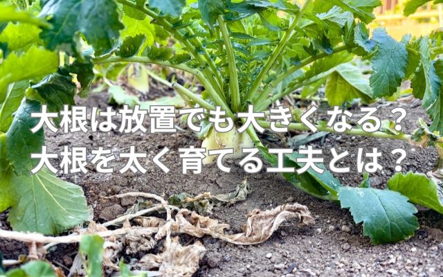大根は放置でも大きくなる？大根を太く育てる工夫とは？