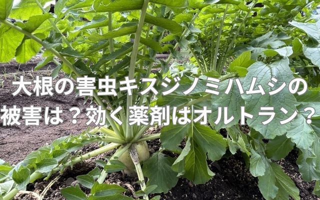 大根の害虫キスジノミハムシの被害とは？効く薬剤はオルトラン？