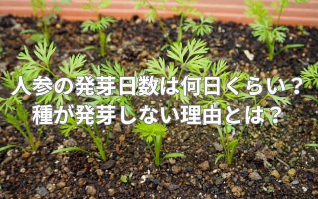 人参の発芽日数は何日くらい？種が発芽しない理由とは？