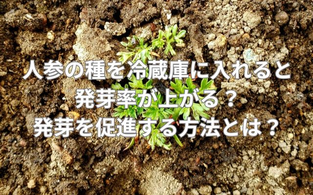 人参の種を冷蔵庫に入れると発芽率が上がる？発芽を促進する方法とは？