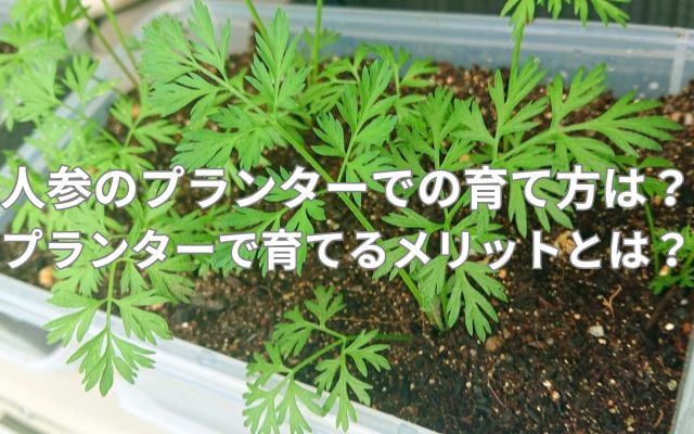 人参のプランターでの育て方は？プランターで育てるメリットとは？