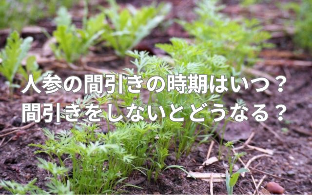 人参の間引きの時期はいつ？間引きをしないとどうなる？