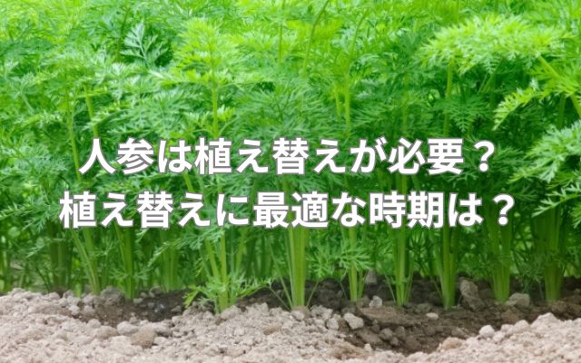 人参は植え替えが必要？植え替えに最適な時期は？