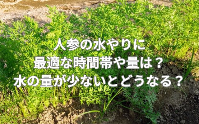人参の水やりに最適な時間帯や量は？水の量が少ないとどうなる？