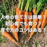 人参の育て方は簡単？初心者でも育つ？育て方のコツはある？