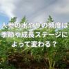 人参の水やりの頻度は季節や成長ステージによって変わる？