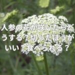 人参の花が咲いたらどうする？切ったほうがいい？食べられる？