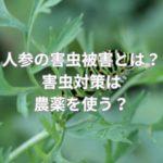 人参の害虫被害とは？害虫対策は農薬を使う？