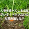 人参を食べてしまう虫がいる？ネキリムシの対策方法とは？