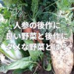 人参の後作に良い野菜と後作にダメな野菜とは？