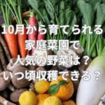 10月から育てられる家庭菜園で人気の野菜は？いつ頃収穫できる？