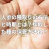 人参の種取りの方法と時期とは？採取した種の保管方法は？