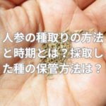 人参の種取りの方法と時期とは？採取した種の保管方法は？