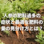 人参の肥料過多の症状と最適な肥料の量の見分け方とは？