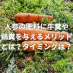 人参の肥料に牛糞や鶏糞を与えるメリットとは？タイミングは？