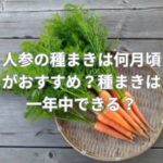 人参の種まきは何月頃がおすすめ？種まきは一年中できる？