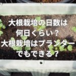 大根栽培の日数は何日くらい？大根栽培はプランターでもできる？