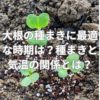 大根の種まきに最適な時期は？種まきと気温の関係とは？