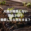 大根が発芽しない理由とは？発芽したら何をする？