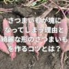 さつまいもが塊になってしまう理由と綺麗な形のさつまいもを作るコツとは？