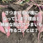さつまいもが塊になってしまう理由と綺麗な形のさつまいもを作るコツとは？