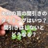 大根の苗の間引きのタイミングはいつ？間引きはしないとどうなる？