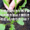 大根の間引きで残す苗の判断方法は？間引きの正しいやり方とは？