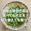 大根の間引き菜は食べても大丈夫？植え替えても育つ？