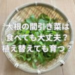 大根の間引き菜は食べても大丈夫？植え替えても育つ？