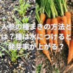 人参の種まきの方法とは？種は水につけると発芽率が上がる？