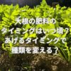 大根の肥料のタイミングはいつ頃？あげるタイミングで種類を変える？