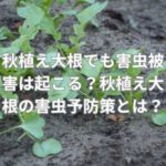 秋植え大根でも害虫被害は起こる？秋植え大根の害虫予防策とは？