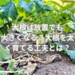大根は放置でも大きくなる？大根を太く育てる工夫とは？