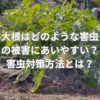 大根はどのような害虫の被害にあいやすい？害虫対策方法とは？