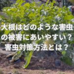 大根はどのような害虫の被害にあいやすい？害虫対策方法とは？