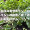 大根の害虫キスジノミハムシの被害とは？効く薬剤はオルトラン？