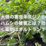 大根の害虫キスジノミハムシの被害とは？効く薬剤はオルトラン？