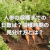 人参の収穫までの日数は？収穫時期の見分け方とは？