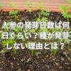 人参の発芽日数は何日くらい？種が発芽しない理由とは？