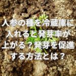 人参の種を冷蔵庫に入れると発芽率が上がる？発芽を促進する方法とは？