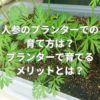 人参のプランターでの育て方は？プランターで育てるメリットとは？