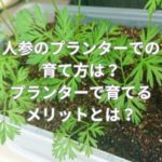 人参のプランターでの育て方は？プランターで育てるメリットとは？