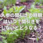 人参の間引きの時期はいつ？間引きをしないとどうなる？