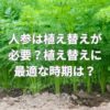 人参は植え替えが必要？植え替えに最適な時期は？