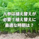 人参は植え替えが必要？植え替えに最適な時期は？