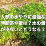人参の水やりに最適な時間帯や量は？水の量が少ないとどうなる？