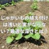 じゃがいもの植え付けは浅いと実がならない？最適な深さとは？