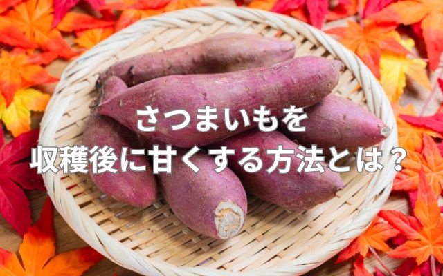 さつまいもを収穫後に甘くする方法とは？