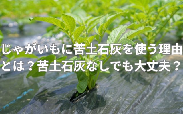 じゃがいもに苦土石灰を使う理由とは？苦土石灰なしでも大丈夫？