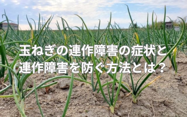 玉ねぎの連作障害の症状と連作障害を防ぐ方法とは？